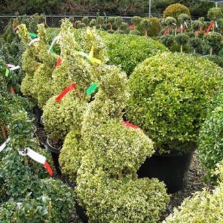 BUXUS AUREA SPIRAL 36 INCH