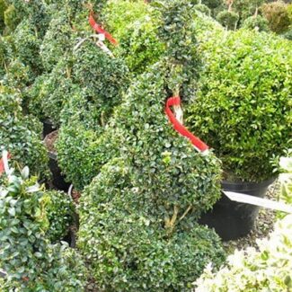 BUXUS SPIRAL 36 INCH