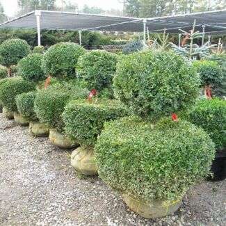 BUXUS SEMP 2 BALL 36 INCH
