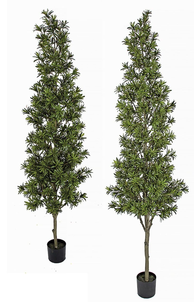 66-7-Foot-or-8-Foot-Podocarpus-Topiary-Tree-1