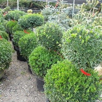 BUXUS SEMP 2 BALL 30 INCH