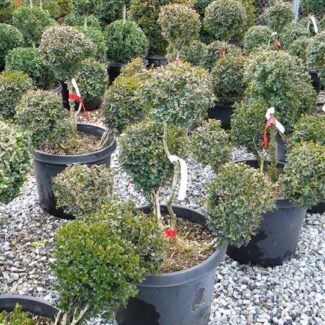 BUXUS COMMON POM POM