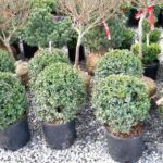 Rows of clipped boxwood ball topiaries in black nursery pots on gravel, with other plants behind
