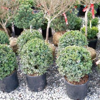 BUXUS SEMP GLOBE 15 INCH