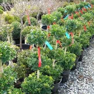 BUXUS 3 BALL 3GALLON