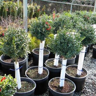 BUXUS STANDARD 7GALLON