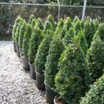 A row of live boxwood cone topiary in black nursery pots on gravel beside a fence