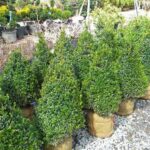 Rows of cone-shaped boxwood shrubs with burlap-wrapped root balls at an outdoor nursery.