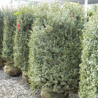 BUXUS AUREA 4 and 5