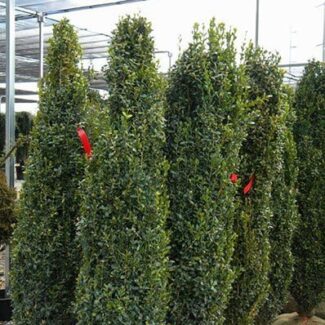 BUXUS GRAHAM BLANDY 60 INCH