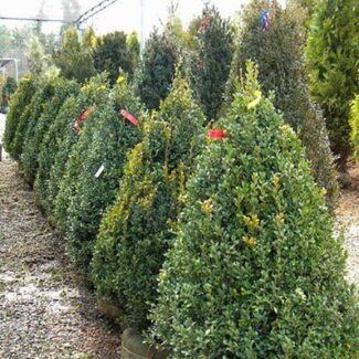 BUXUS GREEN MOUNTAIN CONE 48 INCH