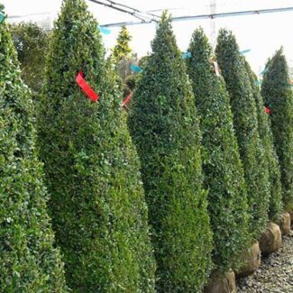 BUXUS SEMP OBELISK 54 and 60