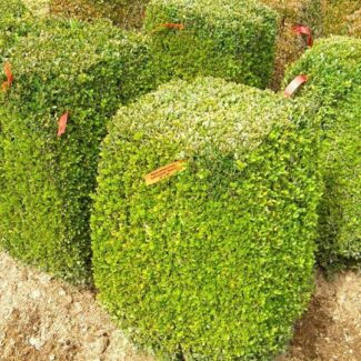 BUXUS SUFFRUTICOSA 18 X 30