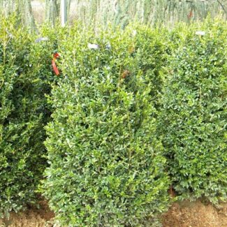 BUXUS NEWPORT BLUE 42 and 48