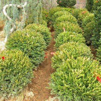 BUXUS JUSTIN BOWERS