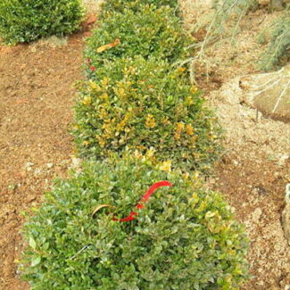 BUXUS GREEN VELVET 21 and 24