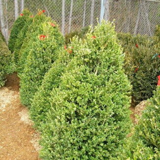 BUXUS JOHN BALDWIN 42 and 48