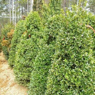 BUXUS GREEN BEAUTY 42 INCH