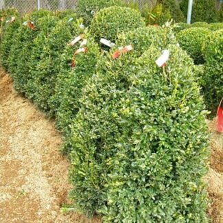 BUXUS NEWPORT BLUE 42 INCH PYRAMID