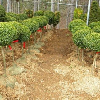 BUXUS SEMP STANDARD 18 INCH