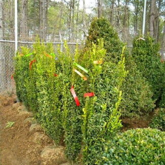 BUXUS GRAHAM BLANDY 42 and 48