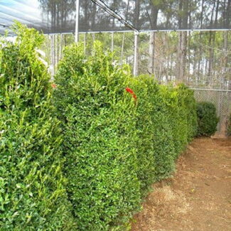 BUXUS SEMP 54 and 60