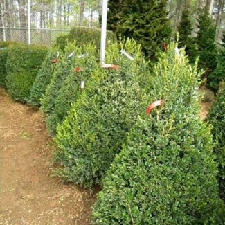 BUXUS NEWPORT BLUE CONE 42 and 48