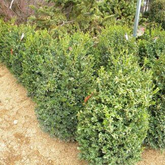 BUXUS NEWPORT BLUE 30 and 36