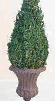 Mantle Top Cone Medium Size Juniper | TOPIARYTREE.NET