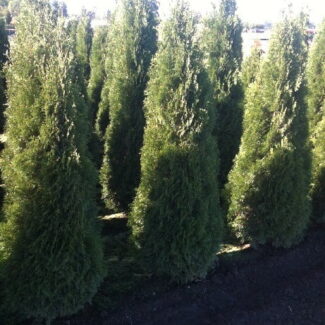 Thuja o and  'Smaragd'