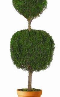 Double Ball Topiary 20 inch | TOPIARYTREE.NET