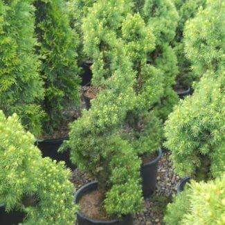 Picea gl and  'Conica' Spiral 5 gal | TOPIARYTREE.NET