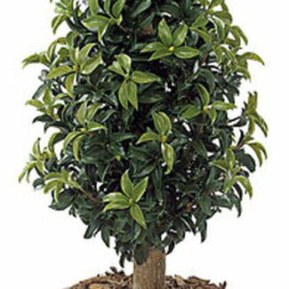 5 foot Polyblend Laurel Cone Topiary | TOPIARYTREE.NET