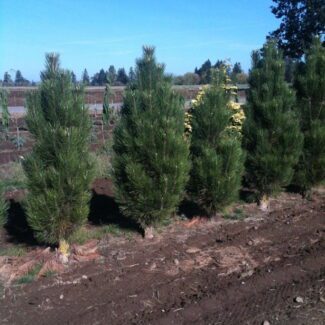 Pinus n and  'Arnold Sentinnial' | TOPIARYTREE.NET