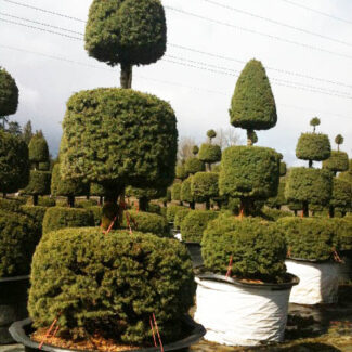 Picea gl and  'Conica' tiered