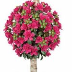 Two pink azalea flower balls on a wood-trunk topiary in a dark planter with bark mulch