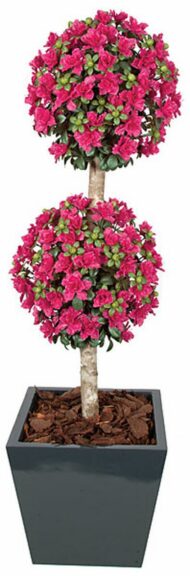 Two pink azalea flower balls on a wood-trunk topiary in a dark planter with bark mulch