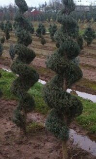Juniperus s and  'Moonglow' Spiral | TOPIARYTREE.NET