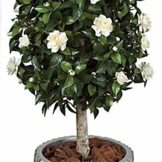 4 and half Foot Polyblend Gardenia Topiary | TOPIARYTREE.NET