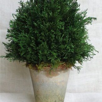 Picea abies 'cupressina' #10 | TOPIARYTREE.NET