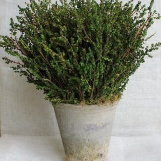 Preserved Lepto Garden Pot | TOPIARYTREE.NET