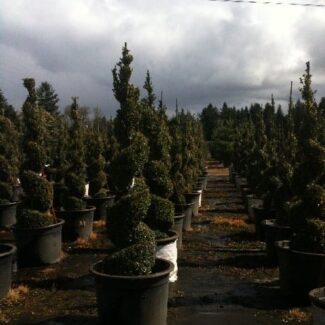 Buxus Sempervirens Spiral 25 gal | TOPIARYTREE.NET