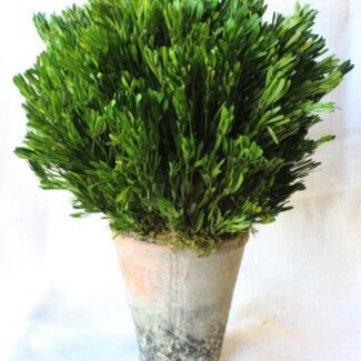 Preserved Platy Foliage Garden Pot | TOPIARYTREE.NET