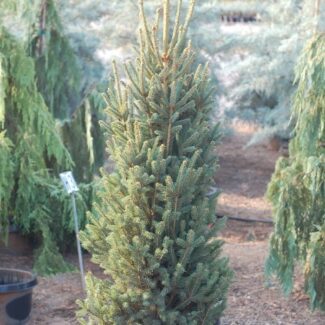 Picea abies 'cupressina' #10 | TOPIARYTREE.NET