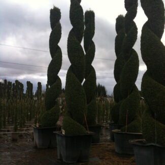 Thuja o and  'Smaragd' Spiral | TOPIARYTREE.NET