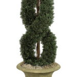 Double spiral cypress topiary in a stone urn, set against a rustic wooden door