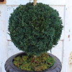 Preserved double-ball boxwood topiary in a black urn near a distressed white door