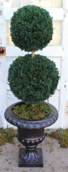 Preserved double-ball boxwood topiary in a black urn near a distressed white door