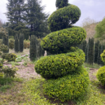 Boxwood grown and clipped into a tall corkscrew spiral, standing in a nursery field with conifer rows behind