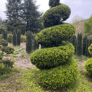 9 foot Live Green Beauty Spiral Boxwood Topiary | TOPIARYTREE.NET